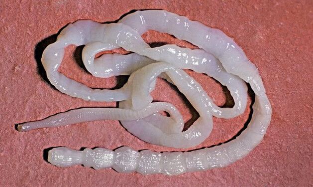 beef tapeworm from the human body