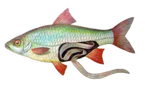 Fish as a cause of human infection with parasites