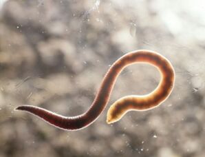 Worm parasite of humans